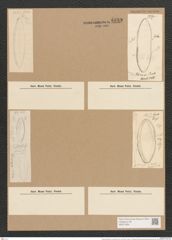 Nitzschia littoralis var. slesvicensis Grun. (de-Toni-Nr.: Genus 47, Species 2032) Zeichnungen Sammlung Grunow Nr. 4019 (NHMW-BOT-W0371824)